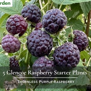 May include: A cluster of dark purple Glencoe raspberries growing on a green leafy plant. The text Nita's Garden appears in the top left corner, and the text 5 Glencoe Raspberry Starter Plants Thornless Purple Raspberry is at the bottom.