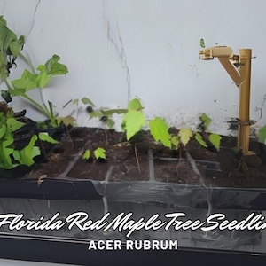 3 Florida Red Maple Tree Seedlings | Acer rubrum | 4–8&quot; Live Plants | Fast Growing Shade Trees | Bare Root | Fall Color