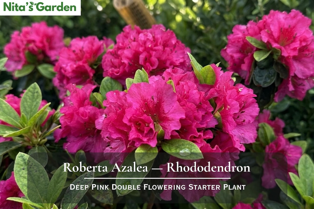 Roberta Azalea — Rhododendron 'roberta' — Deep Pink Double Flowering ...