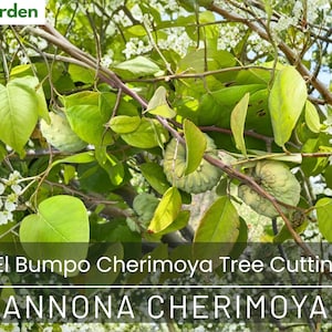 5 El Bumpo Cherimoya Cuttings – Rare Tropical Fruit Tree