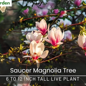 Saucer Magnolia Tree - 6 to 12 Inch Tall Live Plant - Soulangeana Magnolia - 2.5&quot; Pot