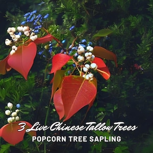 3 Live Chinese Tallow Tree Saplings: Fast Growing Shade Tree, USA Grown