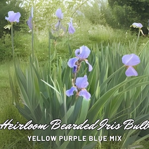 Heirloom Bearded Iris Bulb – Yellow Purple Blue Mix | Easy Spring Flower | Live Andalusian Root | Freshly Dug | USA Grown