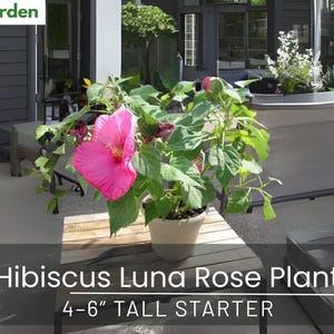 Hibiscus Luna Rose Plant | 4–6” Tall Starter | Pink White Blooms | Perennial | Pollinator Attractor | No Pot | Ships Bare Root