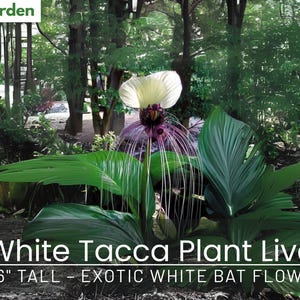 Exotic White Bat Flower Plant (Tacca integrifolia) - 4-6&quot; Tall - Ships Bare Root