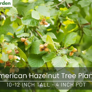 American Hazelnut Tree Plants - 10-12 Inch Tall - 4 Inch Pot - Corylus Americana - Edible Nut Tree for Garden & Orchard