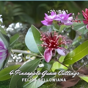 4 Pineapple Guava Cuttings | Feijoa sellowiana | Self-Fertile Edible Tree | Cold Hardy | Evergreen | Starter Plant | USA Only