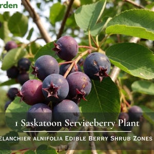 May include: A cluster of round, dark purple Saskatoon serviceberry fruits hanging from a branch with green leaves. The text Nita's Garden appears at the top left, and the text 1 Saskatoon Serviceberry Plant AMELANCHIER ALNIFOLIA EDIBLE BERRY SHRUB ZONES 4-7 is centered at the bottom.