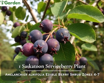 May include: A cluster of round, dark purple Saskatoon serviceberry fruits hanging from a branch with green leaves. The text Nita's Garden appears at the top left, and the text 1 Saskatoon Serviceberry Plant AMELANCHIER ALNIFOLIA EDIBLE BERRY SHRUB ZONES 4-7 is centered at the bottom.