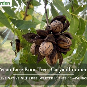May include: A cluster of brown, textured pecan nuts in dark husks hanging from a branch with green leaves. Text on the image reads: 5 Pecan Bare Root Trees Carya illinoinensis, LIVE NATIVE NUT TREE STARTER PLANTS 12-24 INCH, and Nita's Garden.