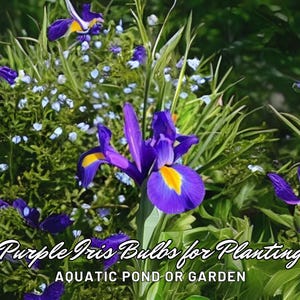 Purple Iris Bulbs for Planting | Aquatic Pond or Garden | Easy Perennial | Fast Growing | Pollinator Friendly