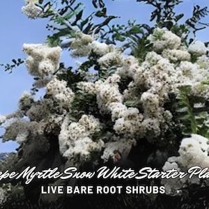 2 Crepe Myrtle Snow White Starter Plants | Live Bare Root Shrubs | Fast Growing | Summer Flowering Tree | Crape Myrtle USA Grown