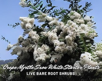 2 Snow White Crepe Myrtle Starter Plants: Bare Root, Summer Blooms