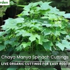 Chaya Spinach Cuttings: 3 Live Organic Edible Green Plants