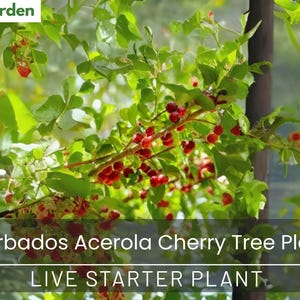 May include: A vibrant image of a Barbados Acerola Cherry Tree Plant, showcasing lush green leaves and clusters of small, bright red cherries. The text "LIVE STARTER PLANT" is displayed below the plant's name.
