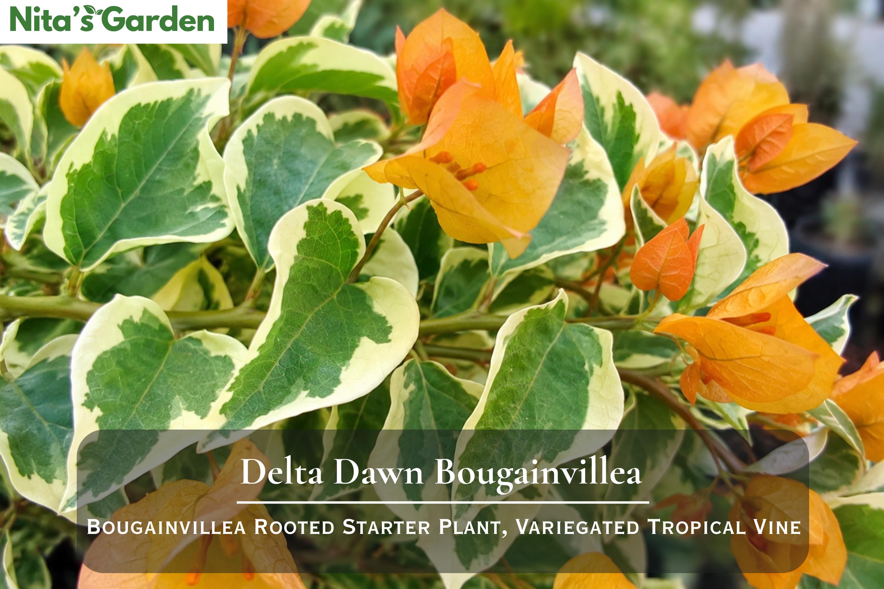 ブーゲンビリアイエロー Bougainvillea Yellow Variegated - Etsy