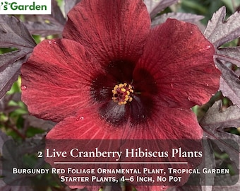 May include: A deep red hibiscus flower with dark burgundy foliage. The text Nita's Garden appears in the corner. The text 2 Live Cranberry Hibiscus Plants, Burgundy Red Foliage Ornamental Plant, Tropical Garden Starter Plants, 4-6 Inch, No Pot is visible.