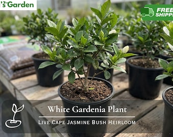 Live White Gardenia Plant: Fragrant Cape Jasmine Bush Heirloom Shrub