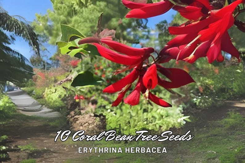 thumbnail image 2 of Erythrina Herbacea Coral Bean Seeds – Exotic Red Flowers, Hardy Zones 7-10, Unbranded 2 of 3