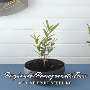Parfianka Pomegranate Tree Seedling: Cold Hardy, Ships Bare Root