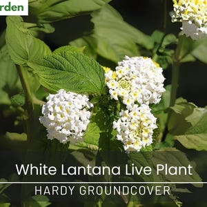 White Lantana Live Plant – Hardy Groundcover – 3–5&quot; Tall – Ships Without Pot – Drought Tolerant