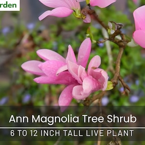 Ann Magnolia Tree Shrub – 6 to 12 Inch Tall Live Plant – 2.5&quot; Pot – Potted Seedling