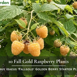 May include: A cluster of golden yellow raspberries hanging from a green leafy plant. The text Nita's Garden appears in the top left corner. Below the berries, the text reads 10 Fall Gold Raspberry Plants and Rubus Idaeus 'Fallgold' Golden Berry Starter Plugs.