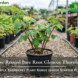 May include: A live rooted bare root Glencoe thornless purple raspberry plant, Rubus idaeus starter plant, in a black plastic pot. The plant features green serrated leaves and reddish-brown stems, with the text Live Rooted Bare Root Glencoe Thornless Purple Raspberry Plant Rubus Idaeus Starter Plant visible.