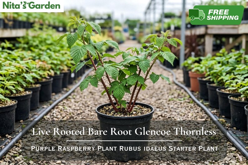 May include: A live rooted bare root Glencoe thornless purple raspberry plant, Rubus idaeus starter plant, in a black plastic pot. The plant features green serrated leaves and reddish-brown stems, with the text Live Rooted Bare Root Glencoe Thornless Purple Raspberry Plant Rubus Idaeus Starter Plant visible.