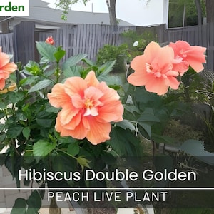 Hibiscus Double Golden Peach Live Plant – 18–24&quot; Tall – No Pot – Tropical Shrub with Large Flowers