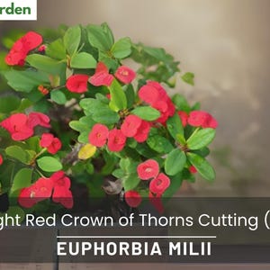 Bright Red Crown of Thorns Cutting (1) | Euphorbia milii | Easy Grow Tropical Houseplant Cutting
