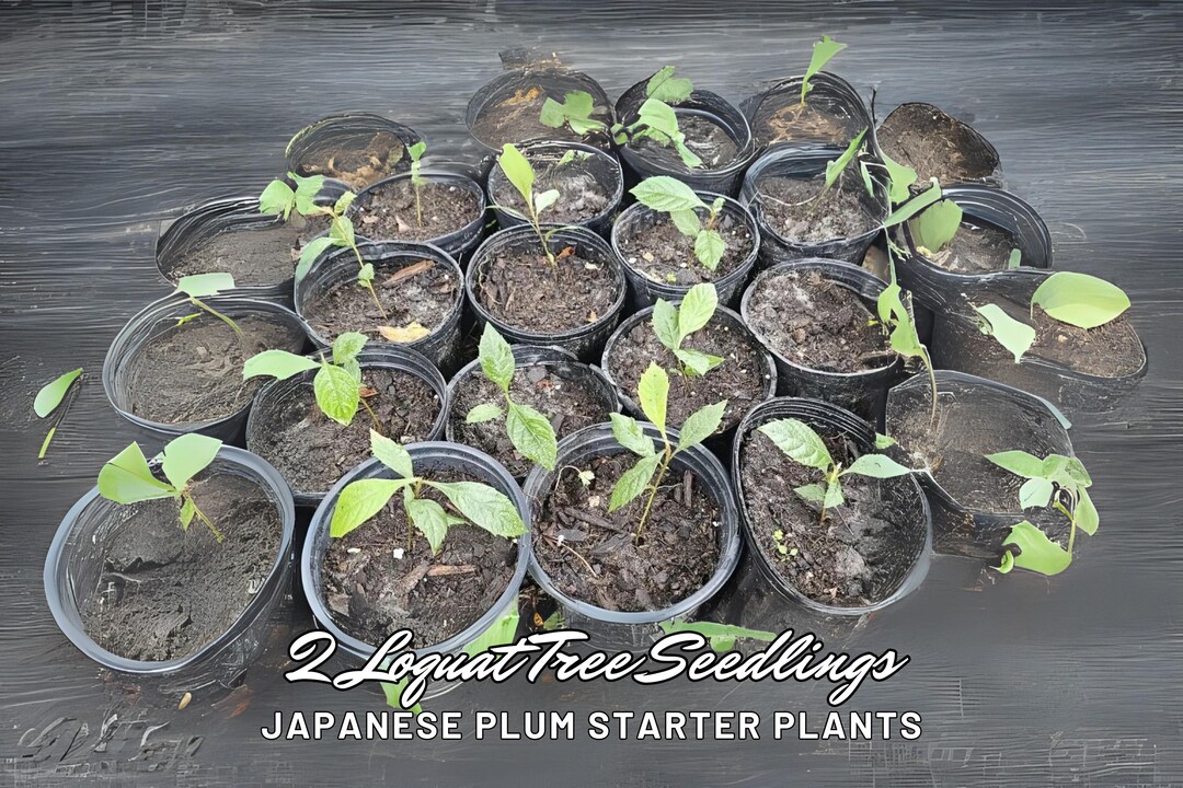 2 Loquat Tree Seedlings | Japanese Plum Starter Plants | Live Bare Root ...