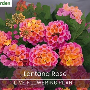 Lantana Rose – Live Flowering Plant – Ship No Pot – Pollinator Friendly & Drought Tolerant