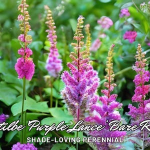 Astilbe ‘Purple Lance’ Bare Root – Shade-Loving Perennial | Summer Flower | Easy Grow Garden Plant | USA Grown | 1pc Live Root