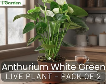 Anthurium White Green Live Plant – Pack of 2