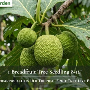 May include: A cluster of green, textured breadfruit hanging from a branch with large, lobed leaves. Text on the image reads Nita's Garden, 1 Breadfruit Tree Seedling 8-16", and Artocarpus Altilis Ulu Tropical Fruit Tree Live Plant.