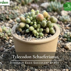 May include: A potted Tylecodon Schaferianus succulent, also known as Dinosaur Eggs, in a 4-inch pot. The succulent has small, rounded, pale green leaves with a few reddish-brown ones. The pot is a light tan color and sits on a bed of small pebbles.