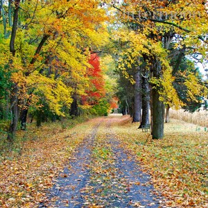 May include: A dirt path lined with trees in autumn colors, including yellow, orange, and red. The path leads to a clearing in the distance. The ground is covered in fallen leaves. The quote "IT DOES NOT MATTER HOW SLOWLY YOU GO AS LONG AS YOU DO NOT STOP. - CONFUCIUS" is displayed at the bottom of the image.