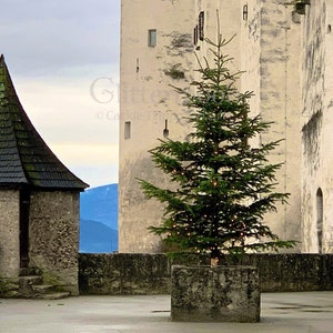 Little Christmas Tree - CHRISTMAS - Holiday Greeting Card with Inside Greeting - Original Photograph - Salzburg - Austria - Europe