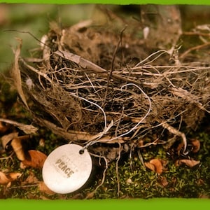 Peace Nest Holiday CHRISTMAS Card - From Original Photograph - Bird Nest - Nature - Peace