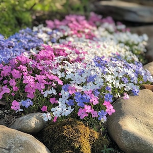 Moss Phlox Seeds – 100/200/500 Seeds | Colorful Ground Cover | Creeping Phlox for Rock Gardens, Edging & Slopes