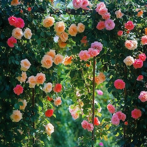 Climbing Rose Mix Seeds – Elegant Blooms for Arches & Pergolas