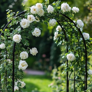 White Climbing Rose Seeds | Elegant Pure Blooms for Arches, Fences & Garden Trellises