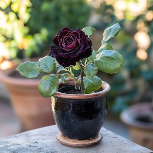 Rose Baccara Seeds – Rare Black Rose Seeds for Garden or Pot, 100/200/400 Seeds – Romantic & Elegant Deep Red Blooms
