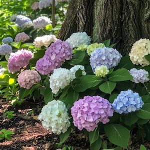 Colorful Hydrangea Mix Seeds – Easy-to-Grow Flowering Shrubs for Shade Gardens & Floral Borders