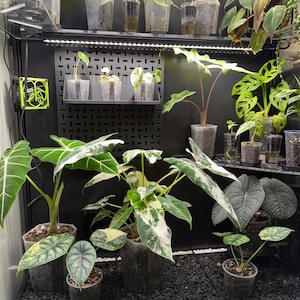 May include: A collection of potted plants, including Alocasia and Philodendron varieties, displayed on shelves within a dark enclosure. The plants feature vibrant green and variegated leaves, illuminated by overhead lighting. The setup includes a black pegboard and a small fan.