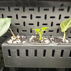 Puede incluir: Tres pequeñas plantas en maceta con hojas verdes se exhiben en una jardinera negra. La jardinera está montada en una placa perforada negra. Las plantas están en macetas cuadradas individuales llenas de tierra y pequeñas piedras blancas.