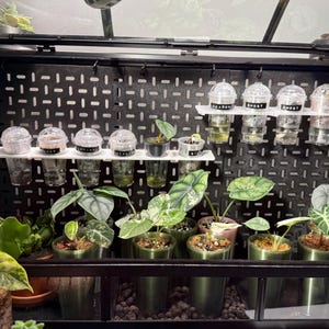 May include: A black metal greenhouse cabinet featuring a pegboard back panel. It holds various small potted plants in green containers and clear plastic propagation cups with lids, some labelled with text, arranged on white shelves and the base.