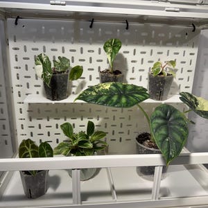 Può includere: Una vetrina bianca per piante con diverse piante in vaso. Le piante hanno varie foglie verdi e bianche variegate. La vetrina ha uno schienale forato e ripiani, creando un effetto mini serra.