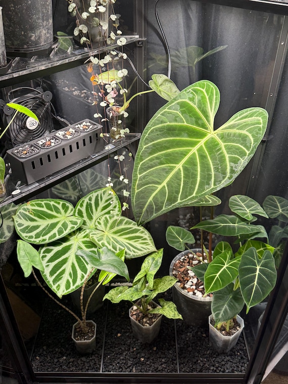 Milsbo Tall Greenhouse Humidity Drip Tray Base - Etsy